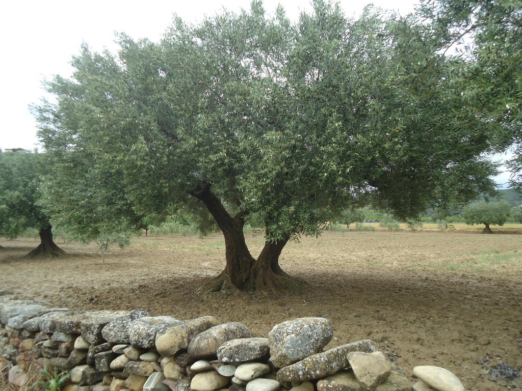 圣欧拉利娅-德加尔Casa Felisa Pirineo Aragones别墅 客房 照片